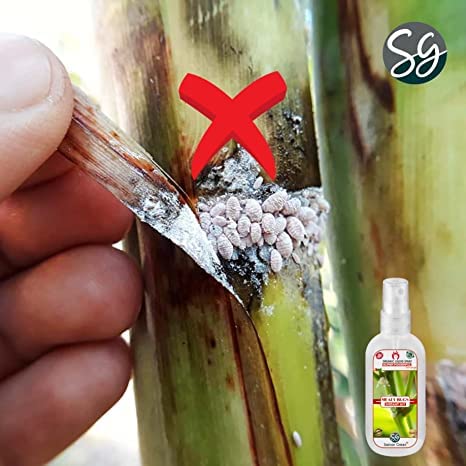 Sansar Green® Mealy Bug Instant Hit Spray, Premium Essential Super Powerful Liquid Spray for removing of Mealy Bugs from Plants (500 ml) - Image 5