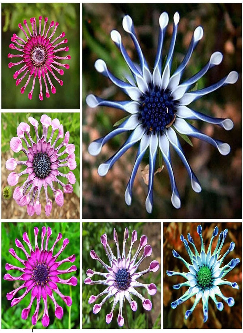 GGOOT Daisy Mix - Osteospermum Flower Seeds, Home Garden Planting by Heavy Torch, 30 Seeds 