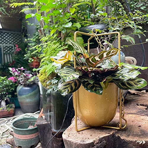 JUSUFU Metal Plant Hanger,Hanging Planters Indoor Hanging Flower Pots (Gold)… - Image 3