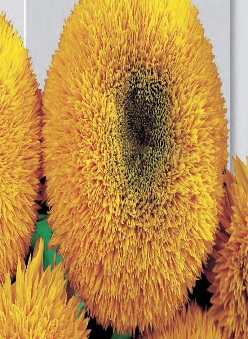 بذور عباد الشمس جيراسول نانو جيالو