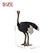 Andux Realistic Animals Figures Toys Marine Life Wild Jungle Learning Educational Playset FZDW03 Ostrich OX117120 - Image 4