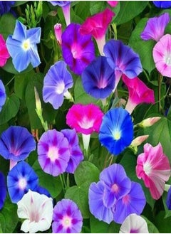 GGOOT Morning-Glory Convolvulus Tricolor Wild Flower Dwarf Bushy Belle de Jour Annual Seeds Gardening plantting Garden Mix (25, Grams) 