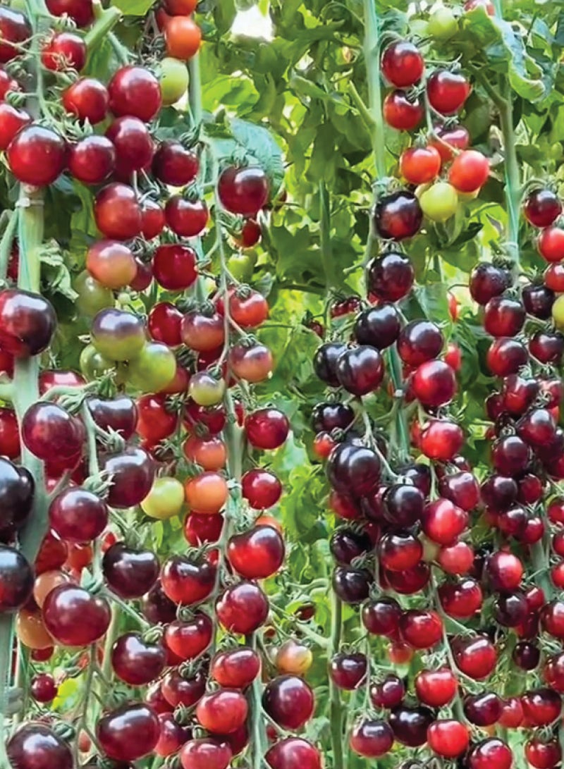 بذور طماطم اللؤلؤة السوداء للزراعة - بذور طماطم - Image 2