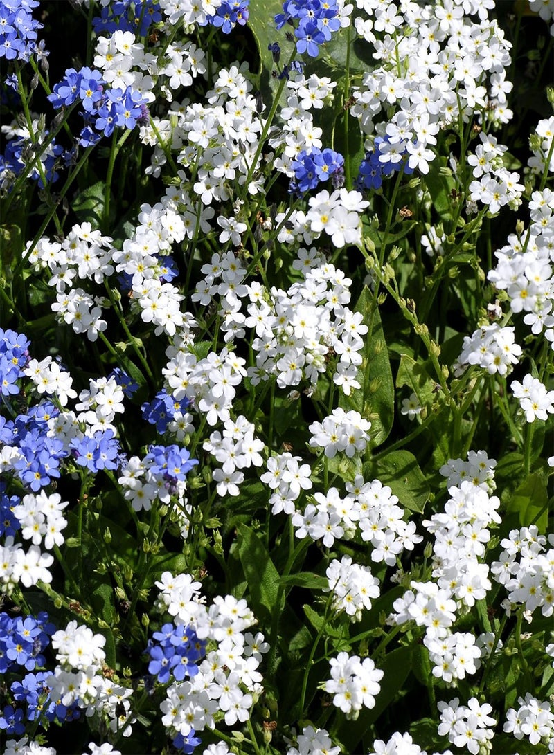 جي جوت لا تنساني الأبيض، ميوسوتيس ألبستريس - - Image 2