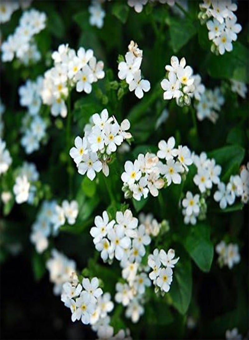 جي جوت لا تنساني الأبيض، ميوسوتيس ألبستريس - - Image 1