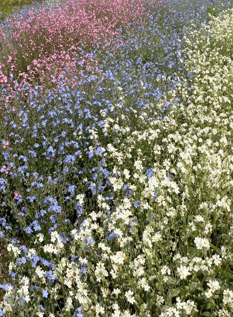 جي جوت لا تنساني الأبيض، ميوسوتيس ألبستريس - - Image 4