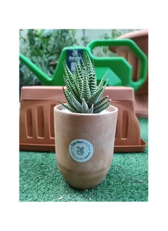 Zebra Cactus Plant in Terracotta Pot, Green and White Striped Succulent - pzsku/Z747E01724792C0729AC1Z/45/_/1730622813/2e221a1f-3d78-4cdd-b122-dab9616bd1e7