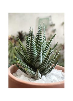 Zebra Cactus Plant in Terracotta Pot, Green and White Striped Succulent - pzsku/Z747E01724792C0729AC1Z/45/_/1730622833/44fd6904-7428-491b-bf9a-cfe425f80a9c