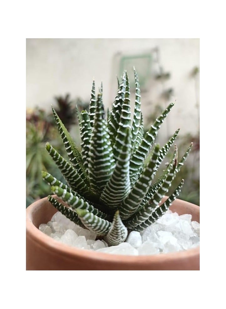 نبات صبار زيبرا في وعاء تيراكوتا، نبات عصاري مخطط باللونين الاخضر والابيض - Image 2