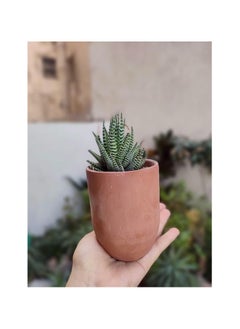 Zebra Cactus Plant in Terracotta Pot, Green and White Striped Succulent - pzsku/Z747E01724792C0729AC1Z/45/_/1730622853/c018c533-a1ee-4a6f-a3ff-ad64072ae7d7