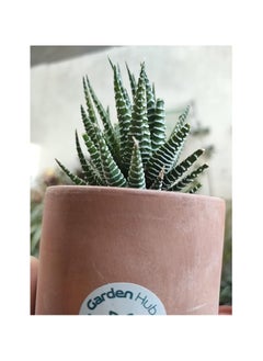 Zebra Cactus Plant in Terracotta Pot, Green and White Striped Succulent - pzsku/Z747E01724792C0729AC1Z/45/_/1730622873/81927394-3f5c-44e1-bb28-5582fa5b1632