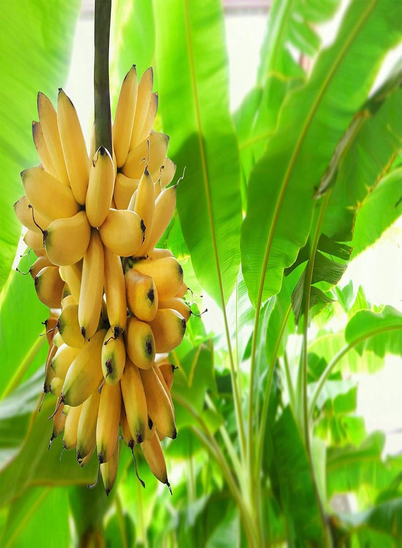 GGOOT 300pcs Banana Seeds Fruit Tree Bonsai Decor Home Gardening Planting - Image 1