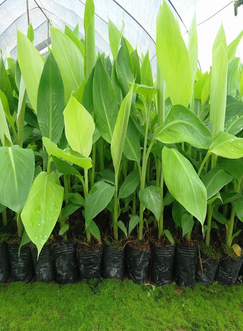 GGOOT 300pcs Banana Seeds Fruit Tree Bonsai Decor Home Gardening Planting - Image 2