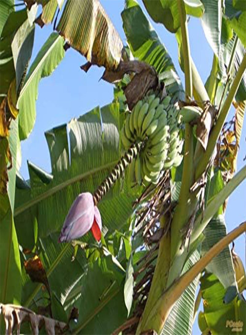 GGOOT 300pcs Banana Seeds Fruit Tree Bonsai Decor Home Gardening Planting - Image 5