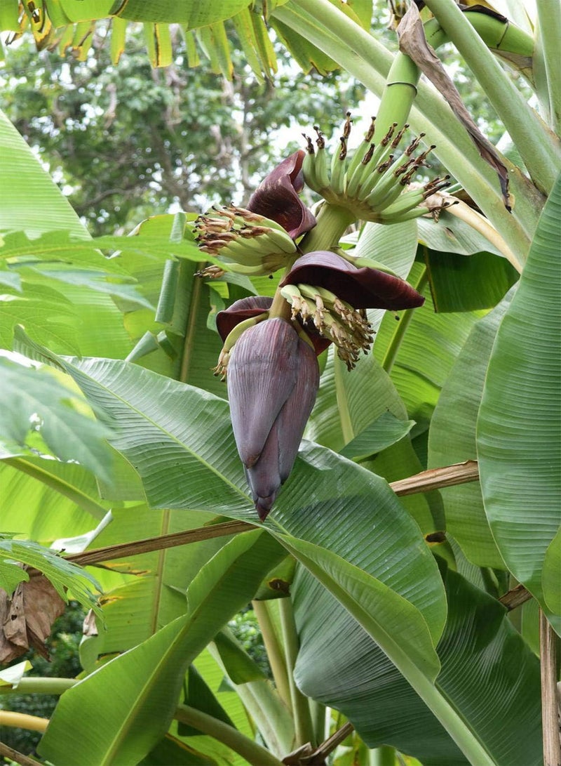 GGOOT 300pcs Banana Seeds Fruit Tree Bonsai Decor Home Gardening Planting - Image 4