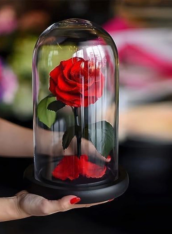 معرض الأعياد وردة كبيرة الحجم إلى الأبد، وردة أبدية حقيقية في قبة زجاجية محفوظة مع صندوق هدايا فاخر وحقيبة - هدية لعيد الحب وعيد الأم والذكرى السنوية للزفاف وعيد الميلاد، 22 × 14 × 14 سم أحمر - Image 4