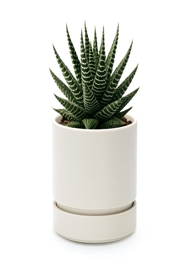 Phoenix Vine 4 Inch Planter Pot with Drainage Hole & Saucer, Deep Water Catch Tray, Straight Cylindrical Round Pot for Plants, Oatmeal, Pack of 1, 23-E-R-1 - Image 1