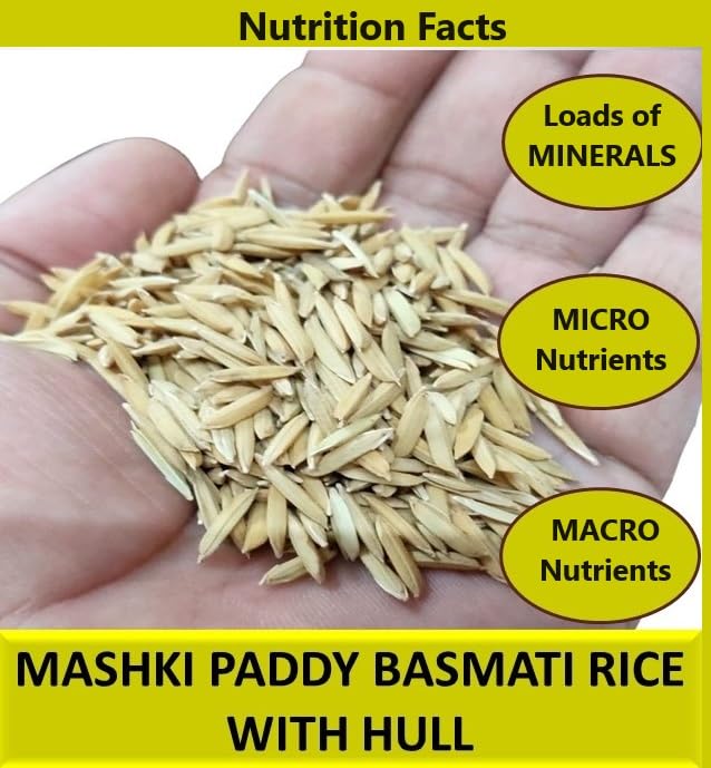 MASHKI Raw Basmatirice Paddy for Birds Food All Life Stage Birds Nellu Large Size Vadlu for Bird Seed (180) - Image 3