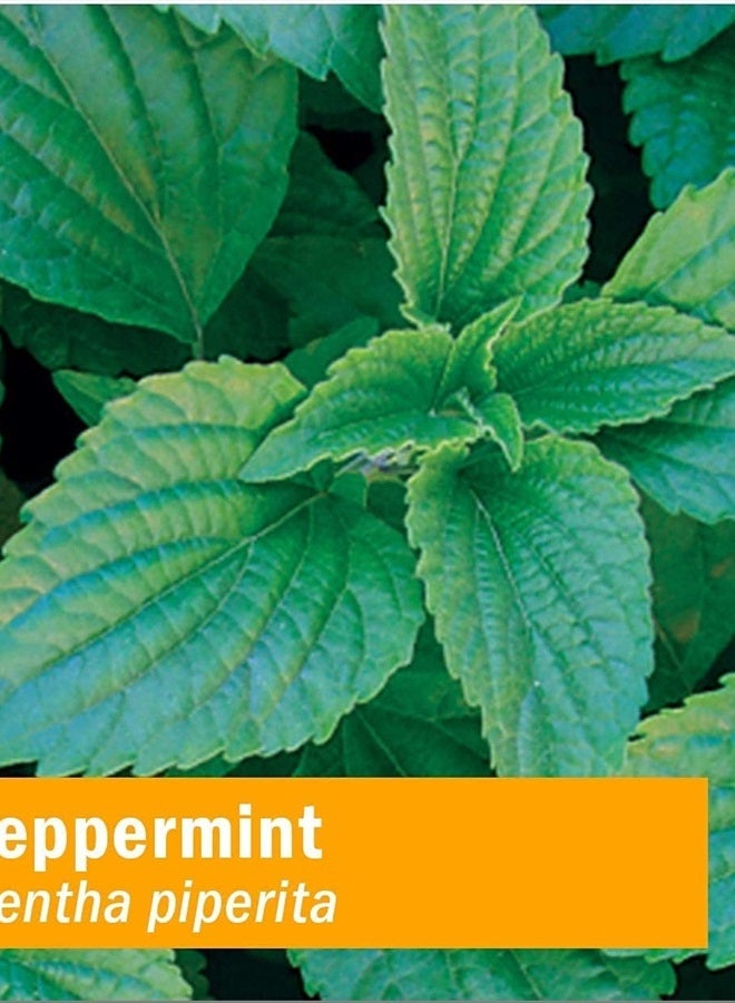 HERB PHARM Certified Organic Peppermint Spirits Liquid Extract Digestive Support Blend - 4 Ounce (DPEP04) - Image 5