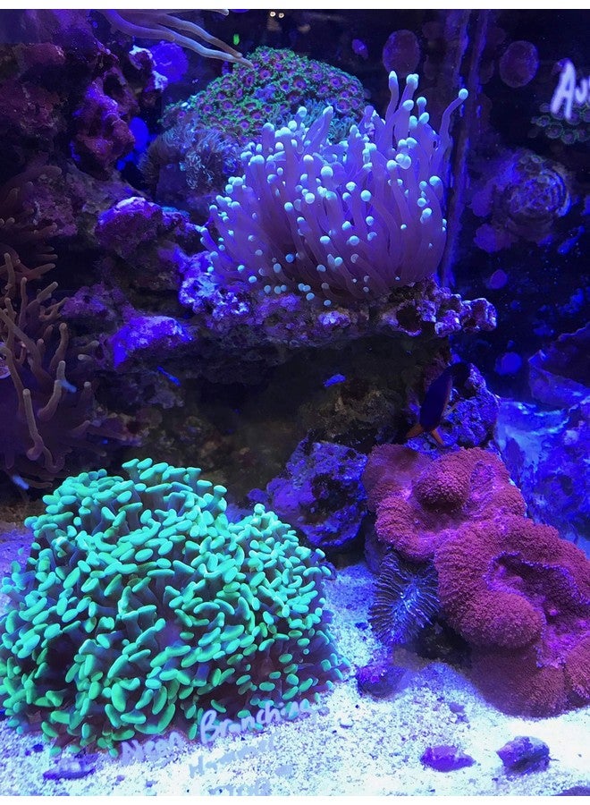 Seachem PhosNet Phosphate Silicate Remover Aquarium Filter Media, 250g/8.8oz (001443) - Image 4