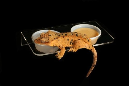 Pangea Magnetic Gecko Ledge (Acrylic) Large for Reptile Terrarium Habitat - Image 2