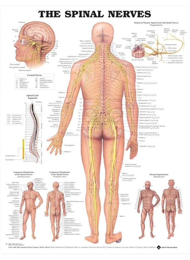 مخطط تشريحي للأعصاب الشوكية