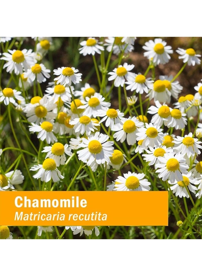 HERB PHARM مستخلص سائل عضوي معتمد من البابونج لدعم تهدئة الجهاز العصبي - 1 أونصة (DCHAM01) - Image 2