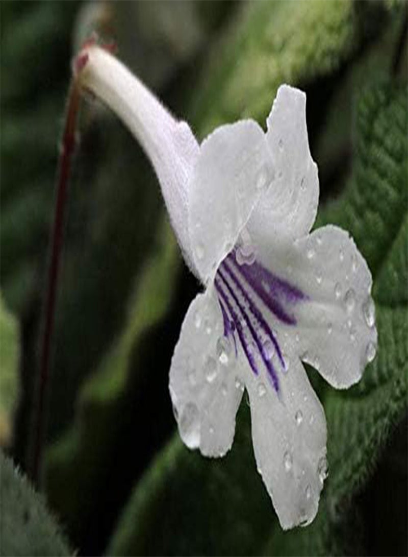 جي جوت 200 قطعة من بذور زهرة الربيع - Image 2