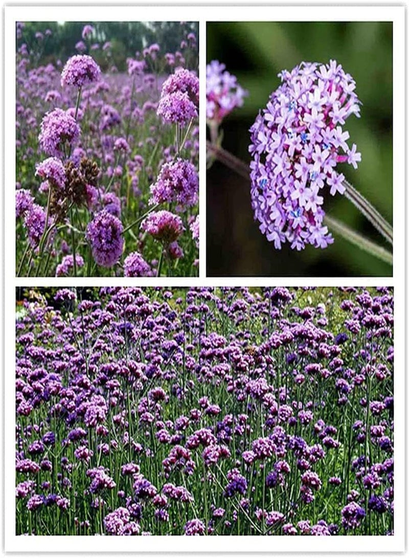 GGOOT 500Pcs Verbena Seeds for Planting Bloom Straight Dome-Shaped Clusters of Small Star-Shaped Light Purple Colour Flowers Bring Visual Enjoyment - Image 1