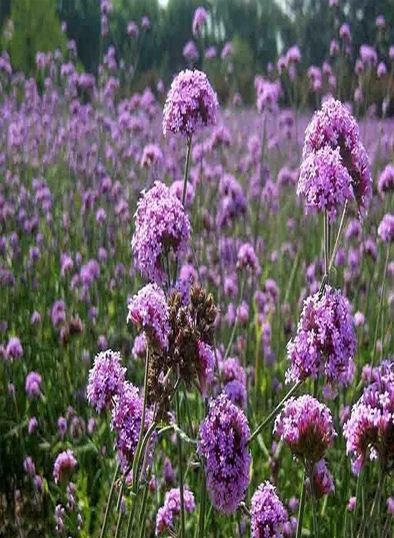 GGOOT 500Pcs Verbena Seeds for Planting Bloom Straight Dome-Shaped Clusters of Small Star-Shaped Light Purple Colour Flowers Bring Visual Enjoyment - Image 3