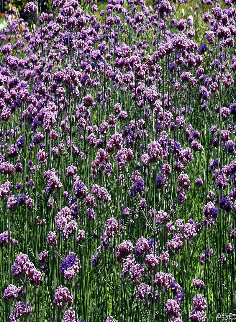 GGOOT 500Pcs Verbena Seeds for Planting Bloom Straight Dome-Shaped Clusters of Small Star-Shaped Light Purple Colour Flowers Bring Visual Enjoyment - Image 4
