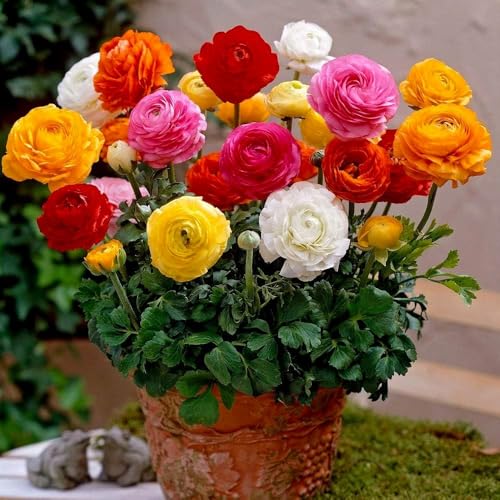 Earth Hopper 50 Seeds Ranunculus Flower Mix Colors Pack for Gardening, Low Maintenance, Air Purifying, Grow All Seasons. - Image 5