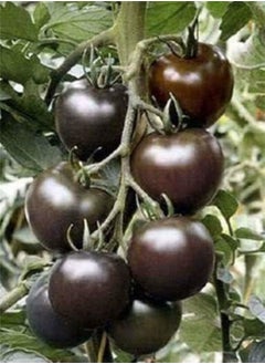 GGOOT 25 Seeds of Tomato Chocolate Cherry , Organic Seeds Health-Boosting, Fab Almost Black 