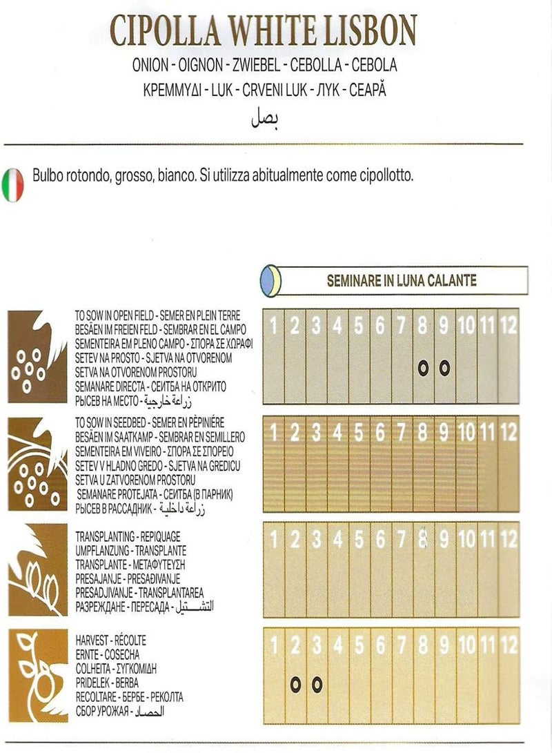 جي جوت بصل - أبيض لشبونة - 4.5 جرام - حوالي 1450 إيطالي - Image 2