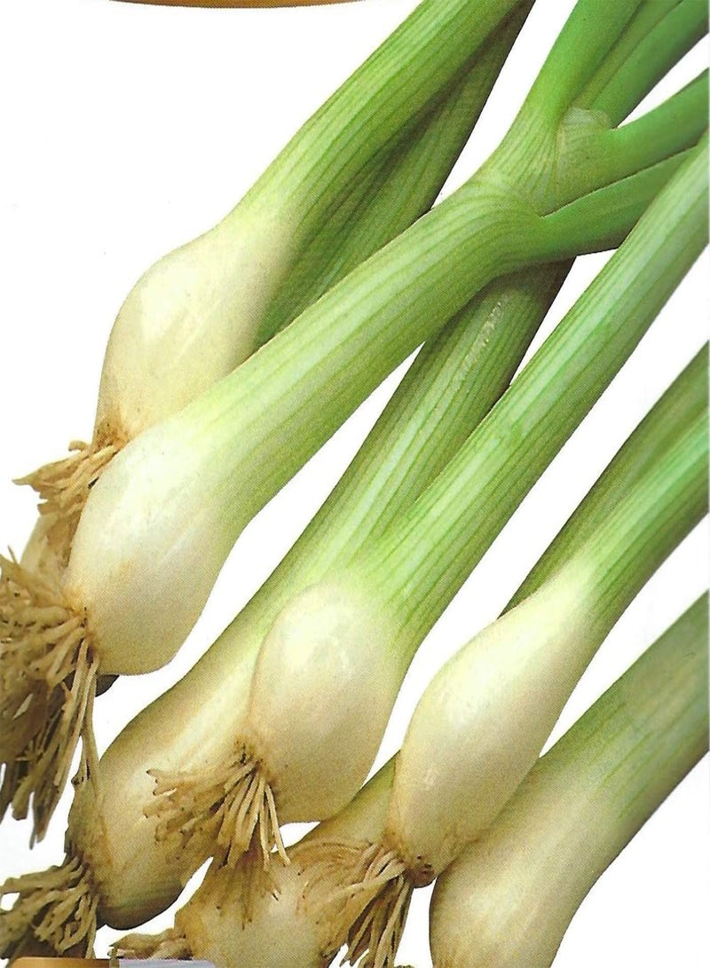 جي جوت بصل - أبيض لشبونة - 4.5 جرام - حوالي 1450 إيطالي - Image 1