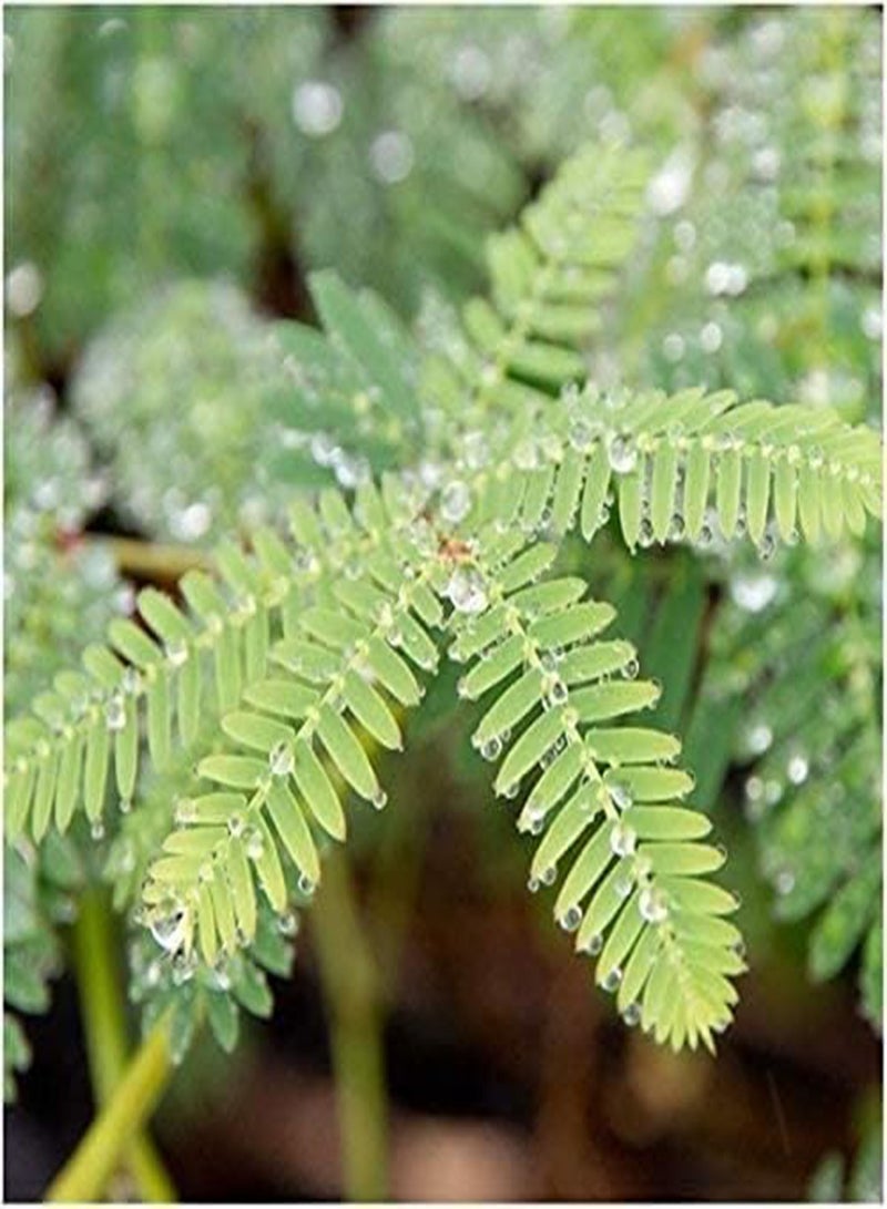 جي جوت 50 قطعة من بذور الميموزا، شجيرات فرعية معمرة حساسة مزروعة في دفيئة على مدار العام، خيار رائع لتزيين المنزل - Image 3