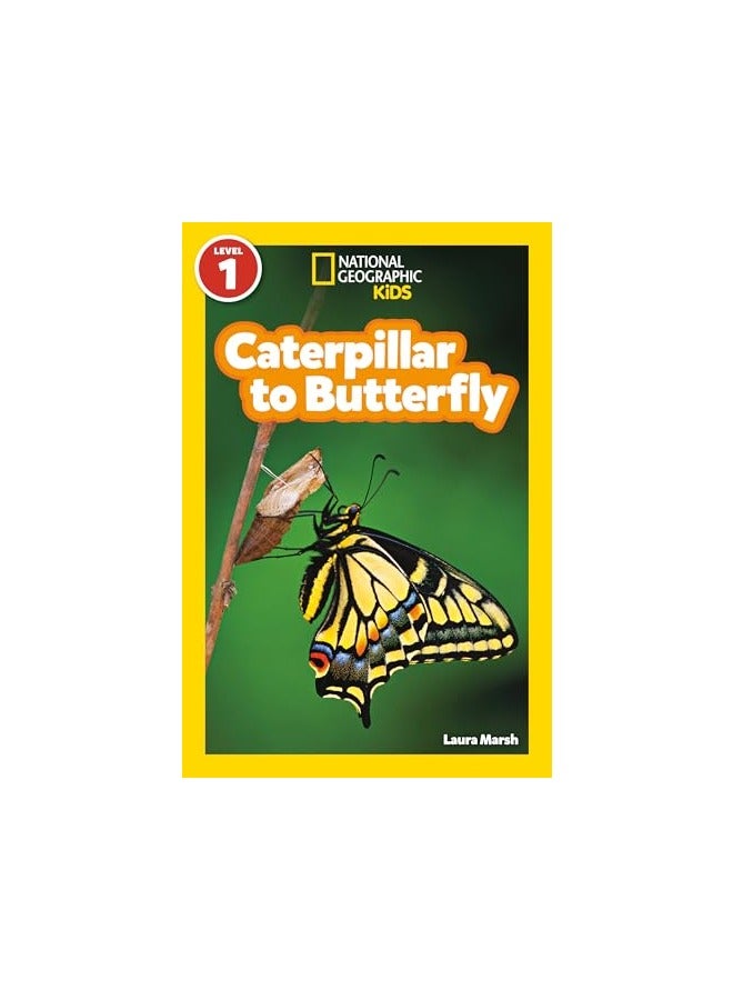 Caterpillar To Butterfly