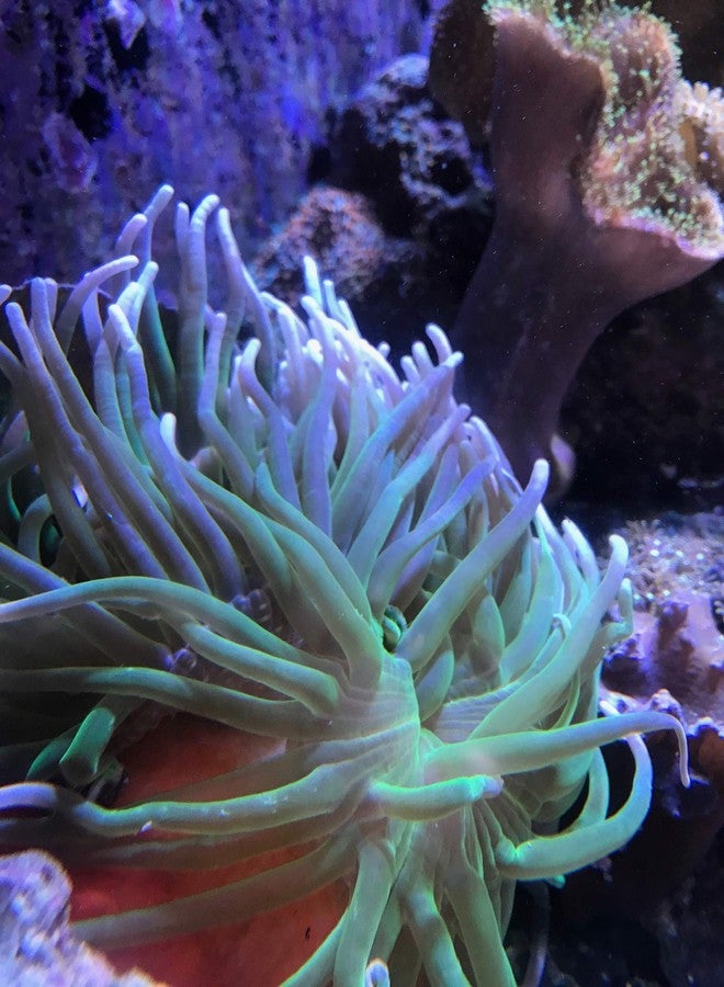 Seachem Reef Calcium 500ml - Image 3