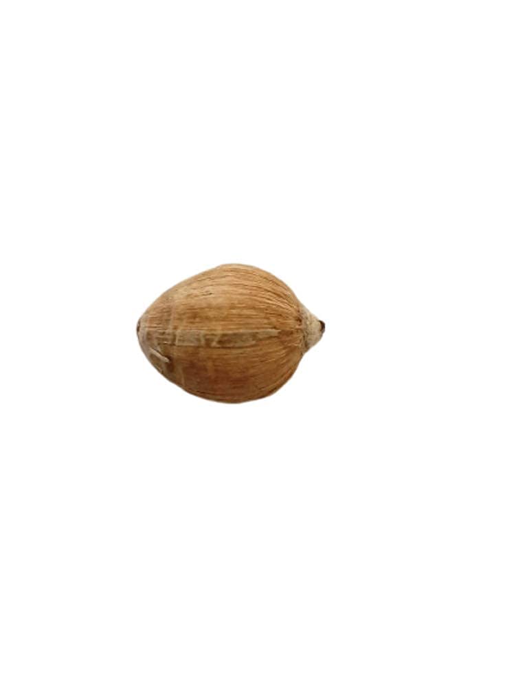 MONIKA ENTERPRISES Original Laghu Coconut Sriphal Laghu Nariyal For Pooja Set of 11 PiecesBrownFresh - Image 3