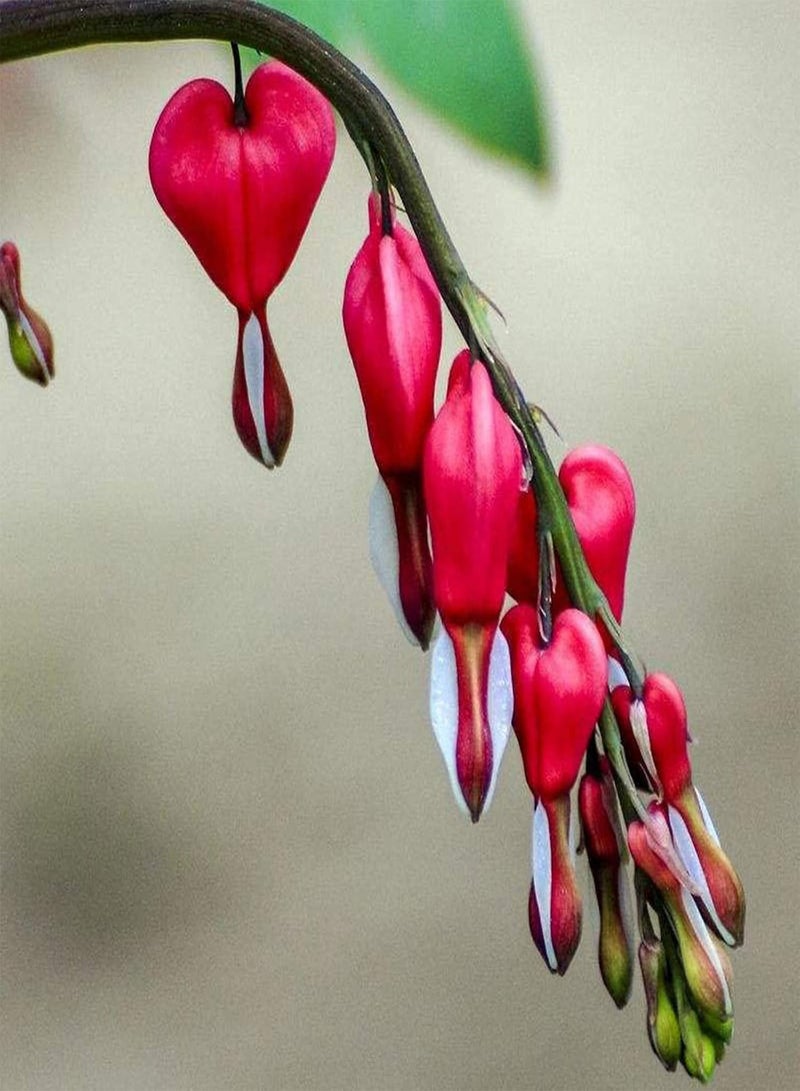 GGOOT 10Pcs Rare Red Bleeding Heart Dicentra Spectabilis Flower Plant Seeds Perennial Garden Plants Gardening Gift Red - Image 3