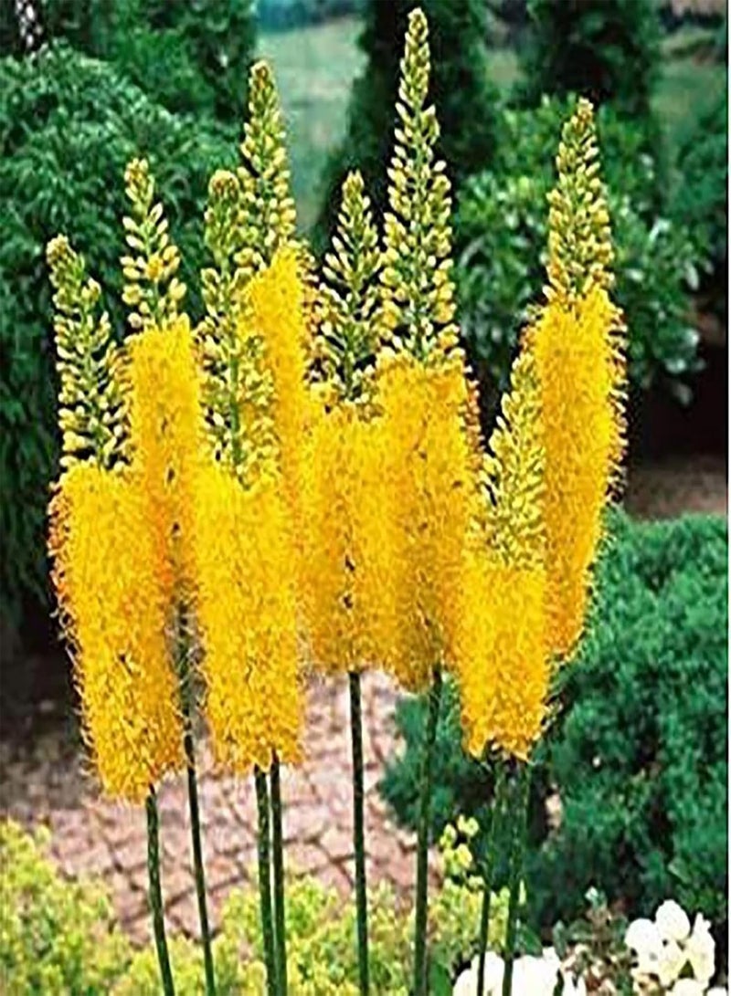 جي جوت مجموعة زراعة 100 قطعة من بذور Kniphofia Uvaria Evergreen للحديقة المنزلية سهلة العناية بألوان متنوعة لتنسيق الحدائق، بذور مقاس واحد - Image 2