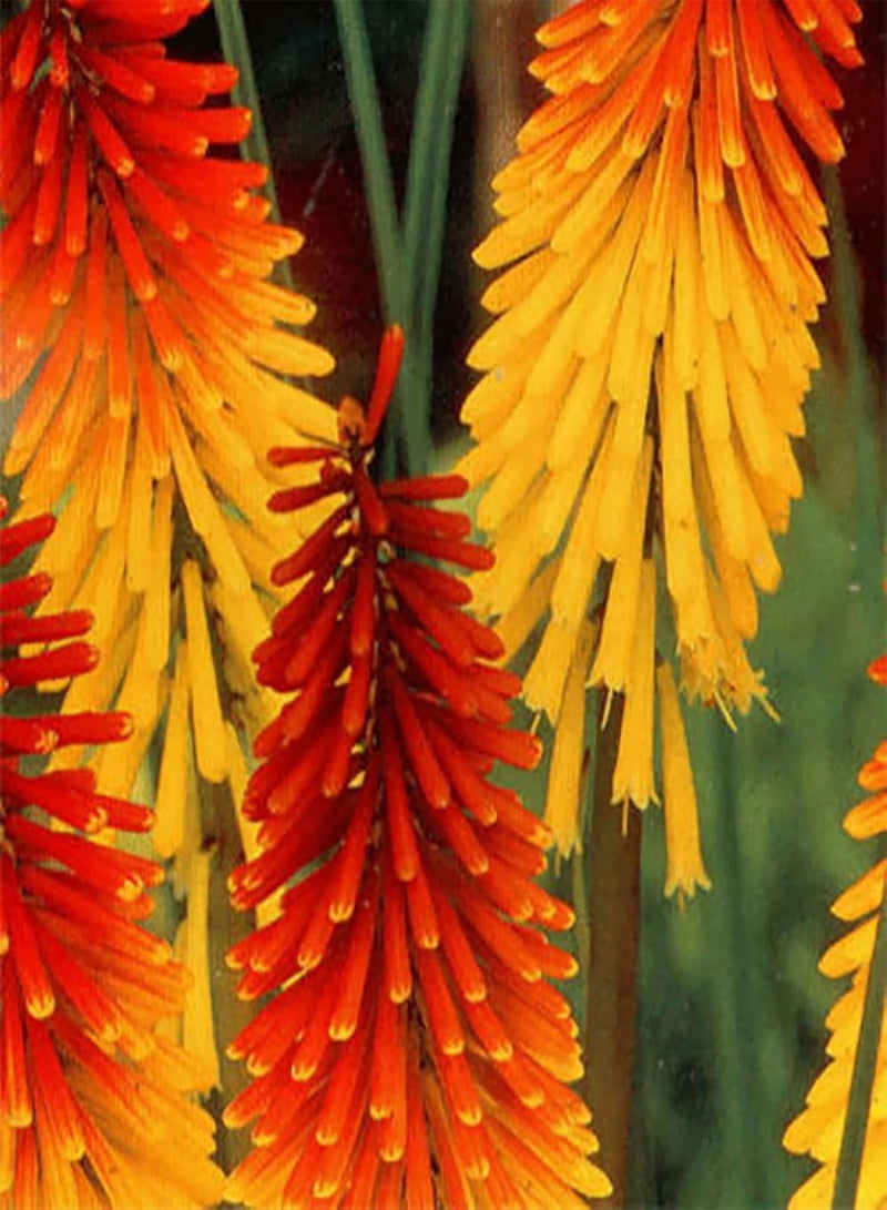 جي جوت مجموعة زراعة 100 قطعة من بذور Kniphofia Uvaria Evergreen للحديقة المنزلية سهلة العناية بألوان متنوعة لتنسيق الحدائق، بذور مقاس واحد - Image 3