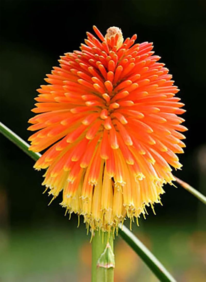 جي جوت مجموعة زراعة 100 قطعة من بذور Kniphofia Uvaria Evergreen للحديقة المنزلية سهلة العناية بألوان متنوعة لتنسيق الحدائق، بذور مقاس واحد - Image 5