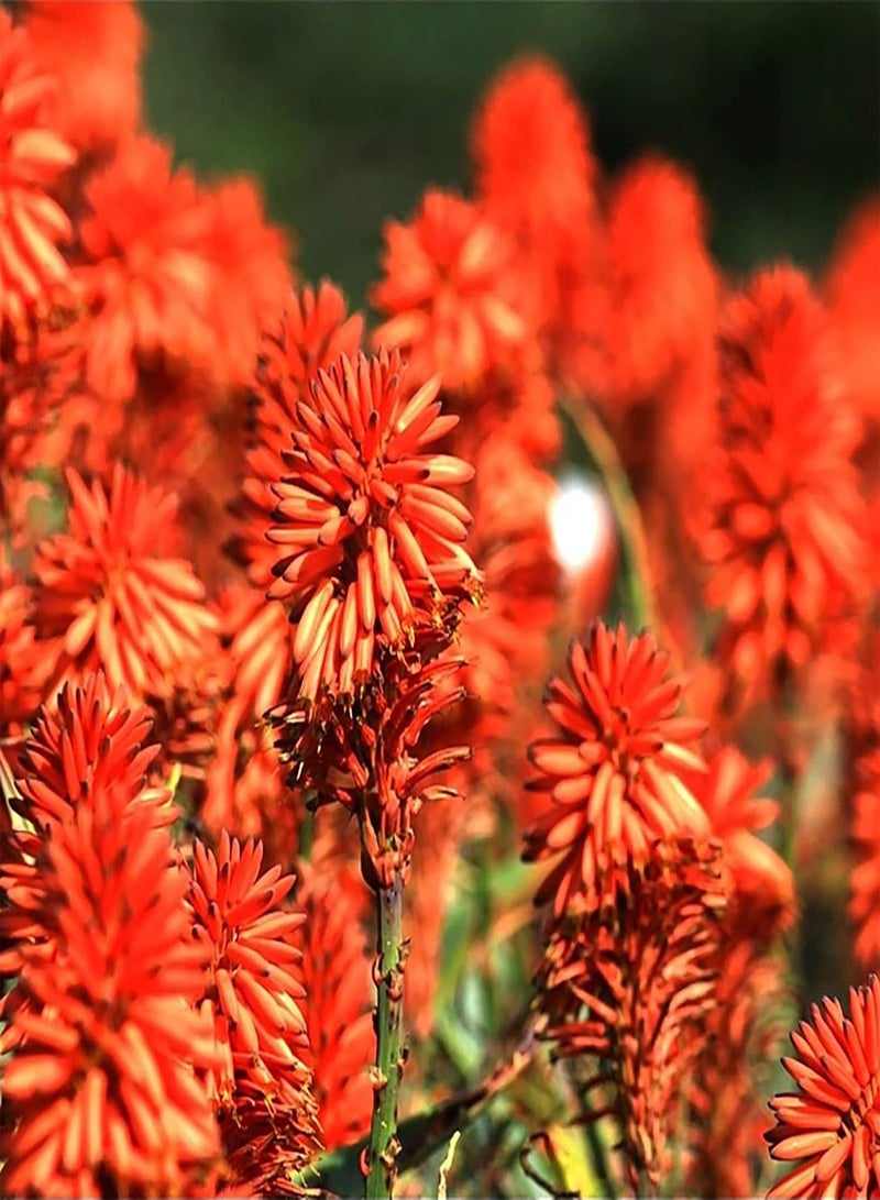 جي جوت مجموعة زراعة 100 قطعة من بذور Kniphofia Uvaria Evergreen للحديقة المنزلية سهلة العناية بألوان متنوعة لتنسيق الحدائق، بذور مقاس واحد - Image 1