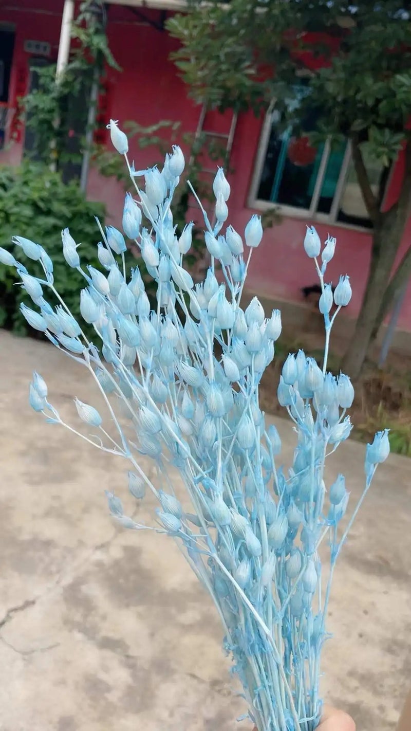 Bluejw Decorative Dried Silene Grass Pods - Natural Dried Flowers Plants for DIY Crafts, Floral Arrangements, Home Events Decor - Image 5