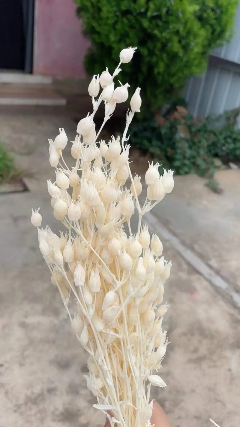 Bluejw Decorative Dried Silene Grass Pods - Natural Dried Flowers Plants for DIY Crafts, Floral Arrangements, Home Events Decor - Image 4