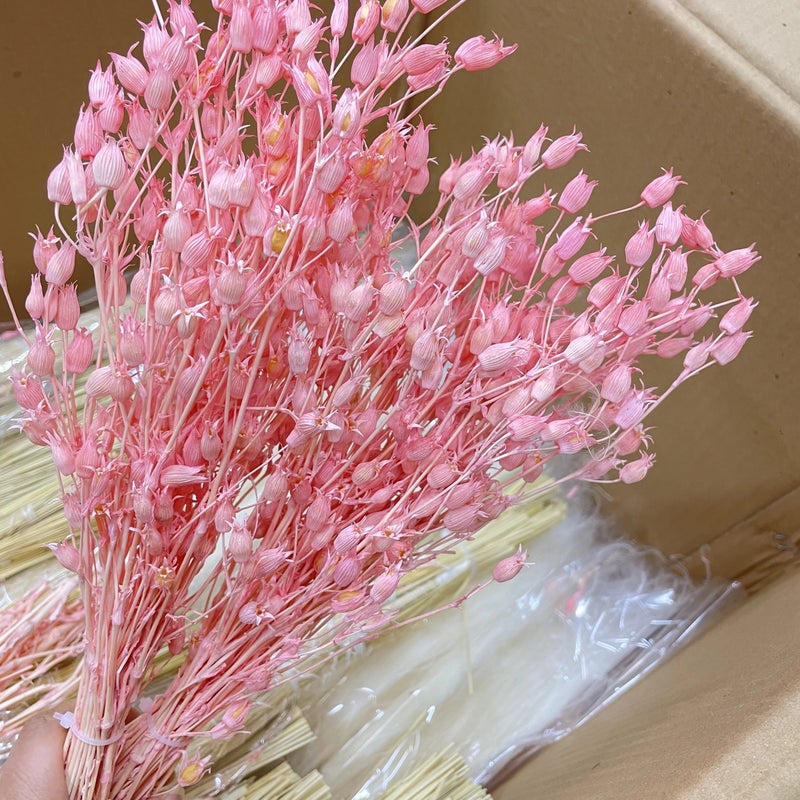 Bluejw Decorative Dried Silene Grass Pods - Natural Dried Flowers Plants for DIY Crafts, Floral Arrangements, Home Events Decor - Image 3