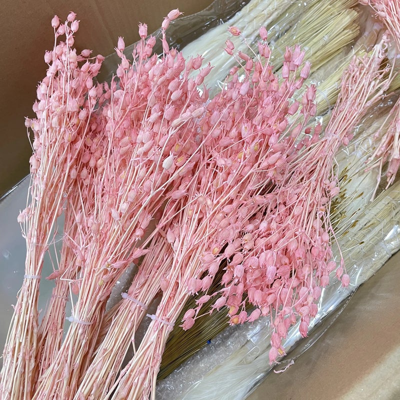 Bluejw Decorative Dried Silene Grass Pods - Natural Dried Flowers Plants for DIY Crafts, Floral Arrangements, Home Events Decor - Image 2