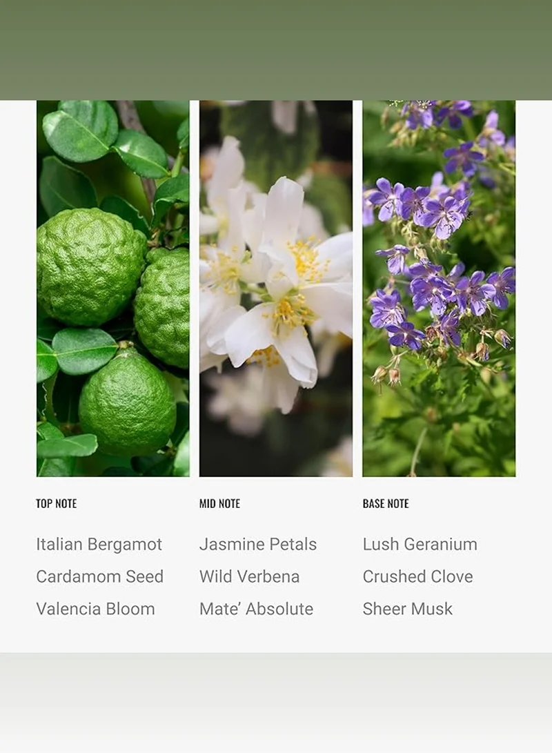 Hotel Collection Serpentine Fragrance Oil Blend - Hotel Inspired for Luxury Essential Oil Diffusers - Aromatherapy Scent Diffuser Oil - Bergamot, Citrus, and Green Tea