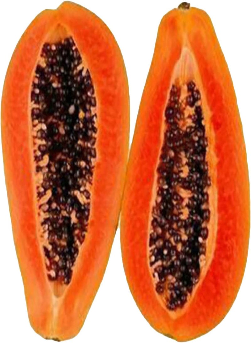 جي جوت 100 قطعة من بذور البابايا للحديقة المنزلية، شتلات فواكه طبيعية غير معدلة وراثيًا للحديقة، بذور البابايا، مقاس واحد - Image 5